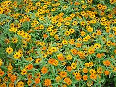 <p>Profusion</p>