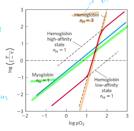 <p>($$\log\left(\frac{Y}{1-Y}\right)=n\log-\log kd$$ </p><p>n= degree of cooperativity </p><ul><li><p>n=1, noncooperative </p></li><li><p>n>1 positive cooperativity </p></li><li><p>n<1 neg cooperativity </p></li></ul><p>n<sub>max</sub>=min # of binding sites in protein </p>
