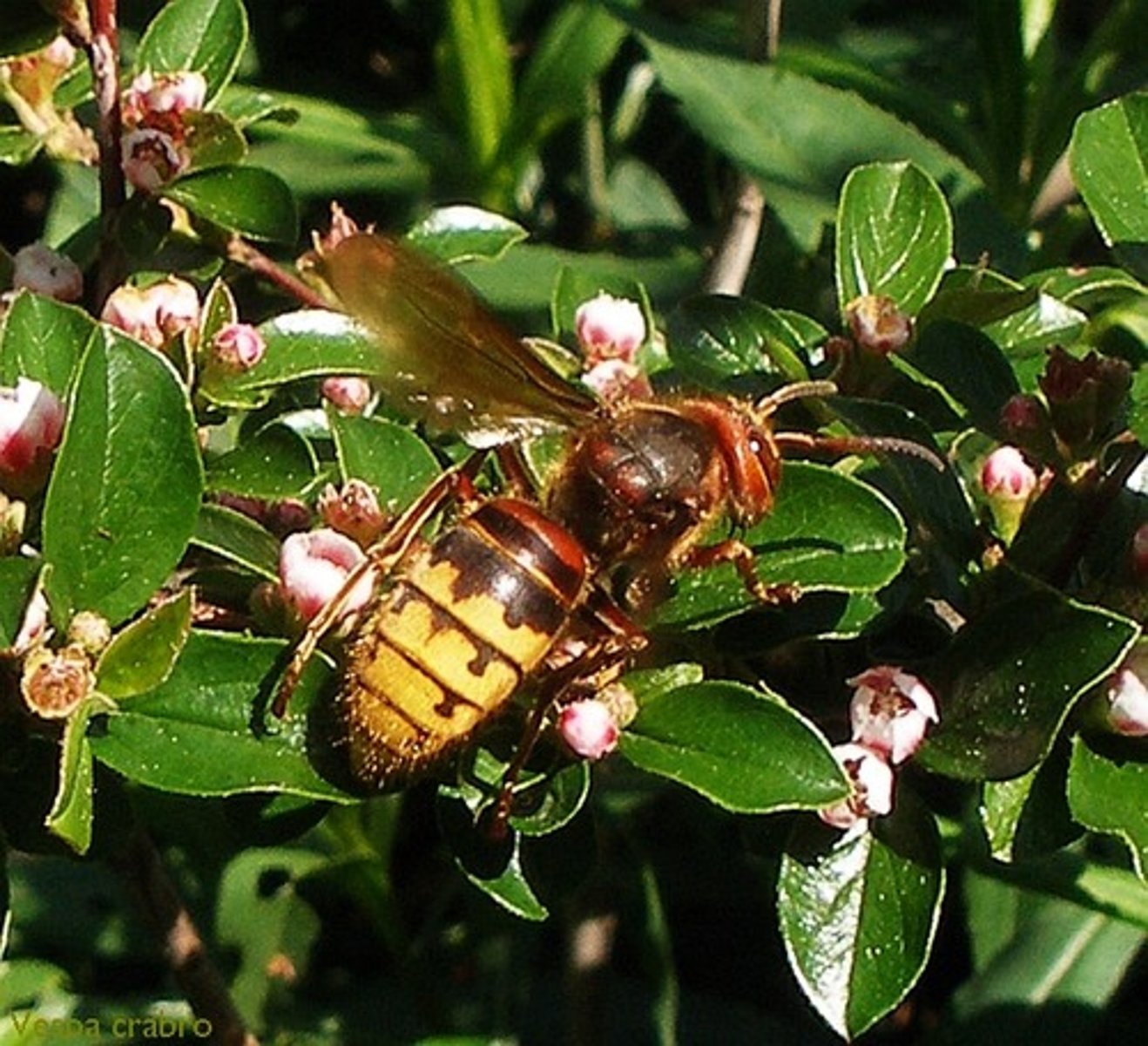<p>Apart of the wasp family.</p>
