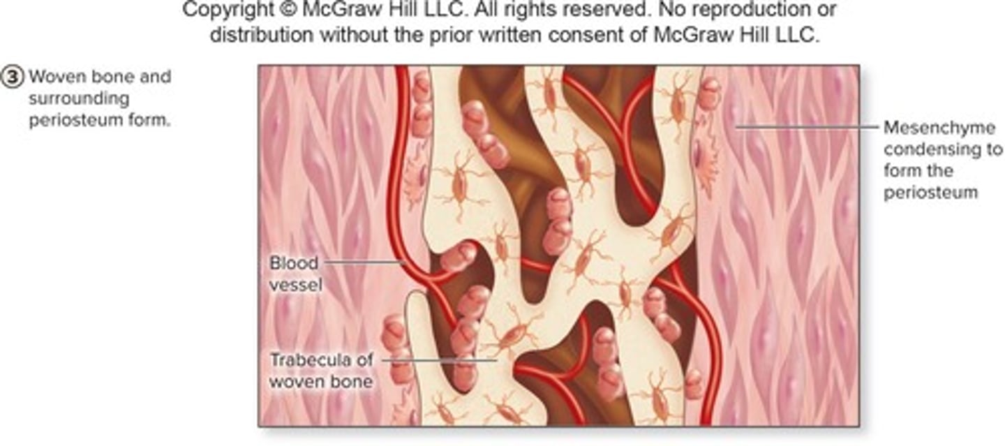 <p>Woven bone and surrounding periosteum form during the third step.</p>