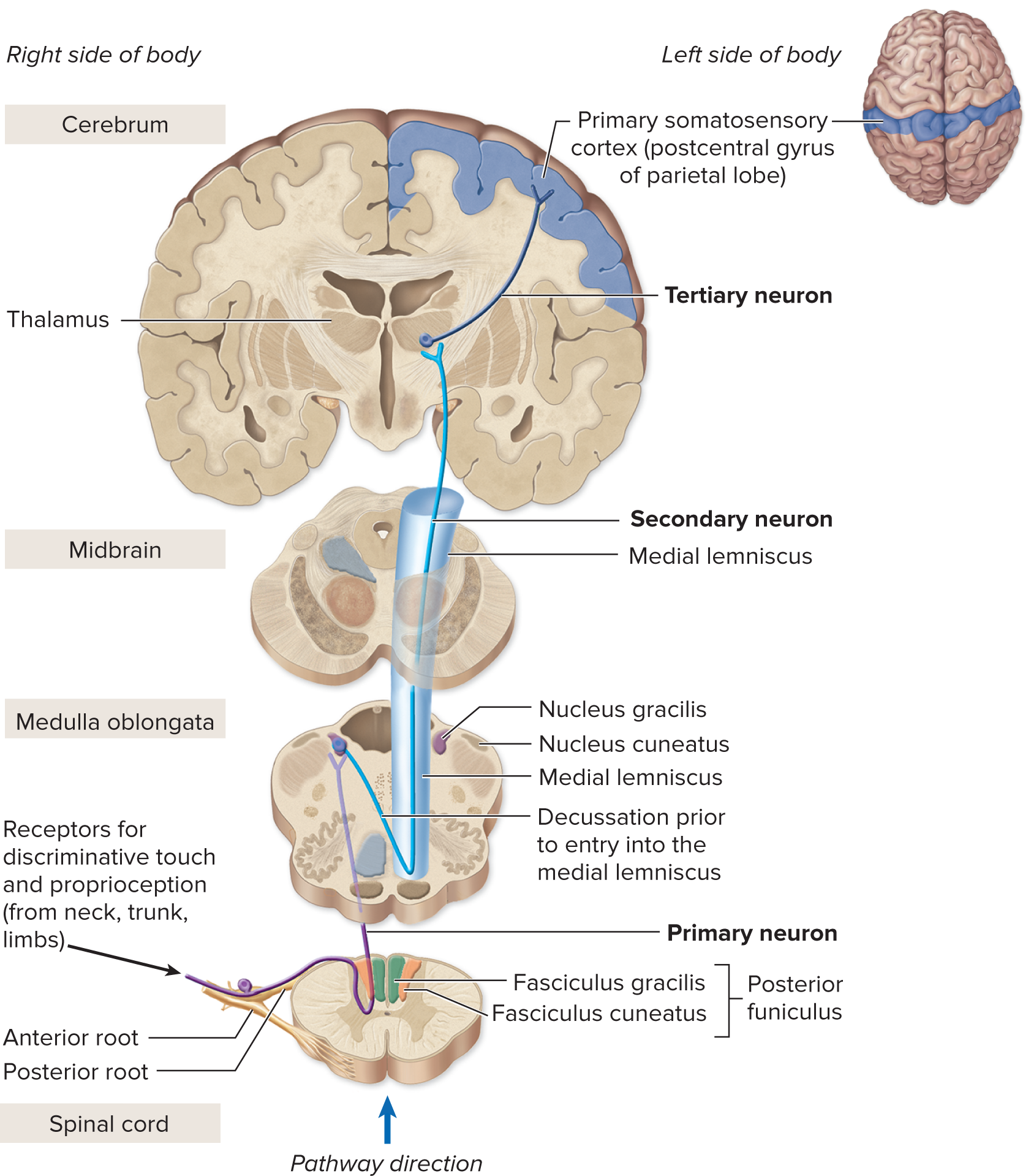 <p>I. Posterior Funiculus–Medial Lemniscal Pathway (Conscious Proprioception &amp; Fine Touch)</p>