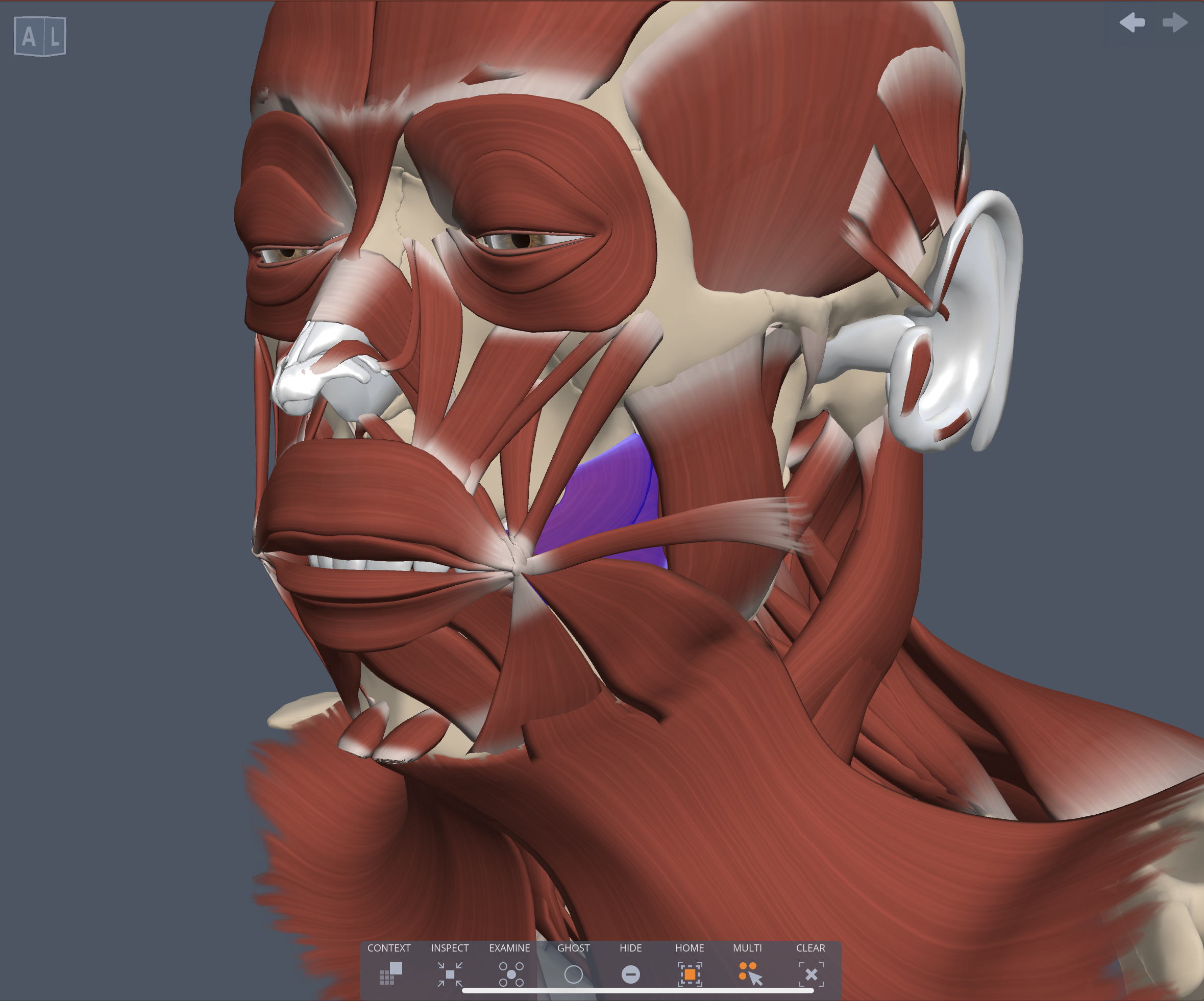 Innervation of Buccinator muscle