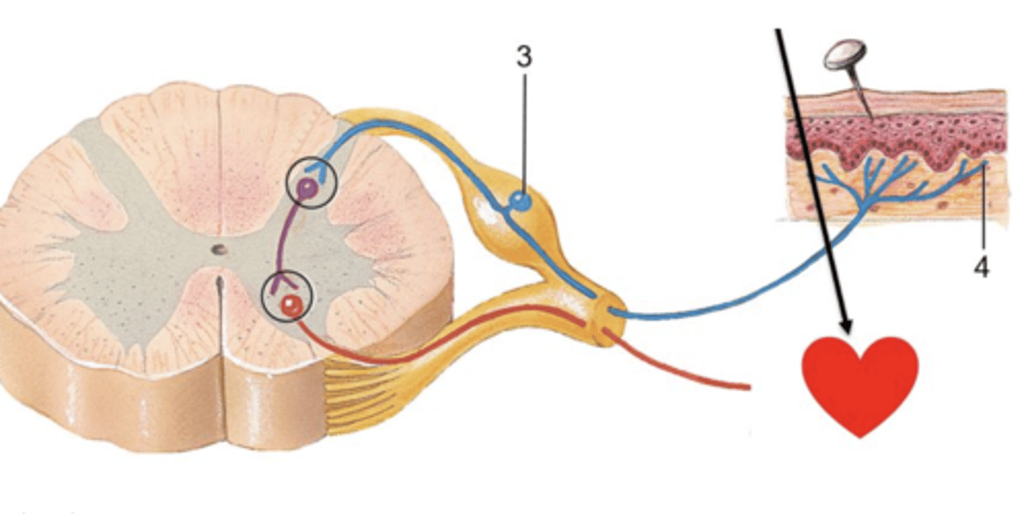 <p>Item 4 in the picture below is ______. Motor, Sensory</p>