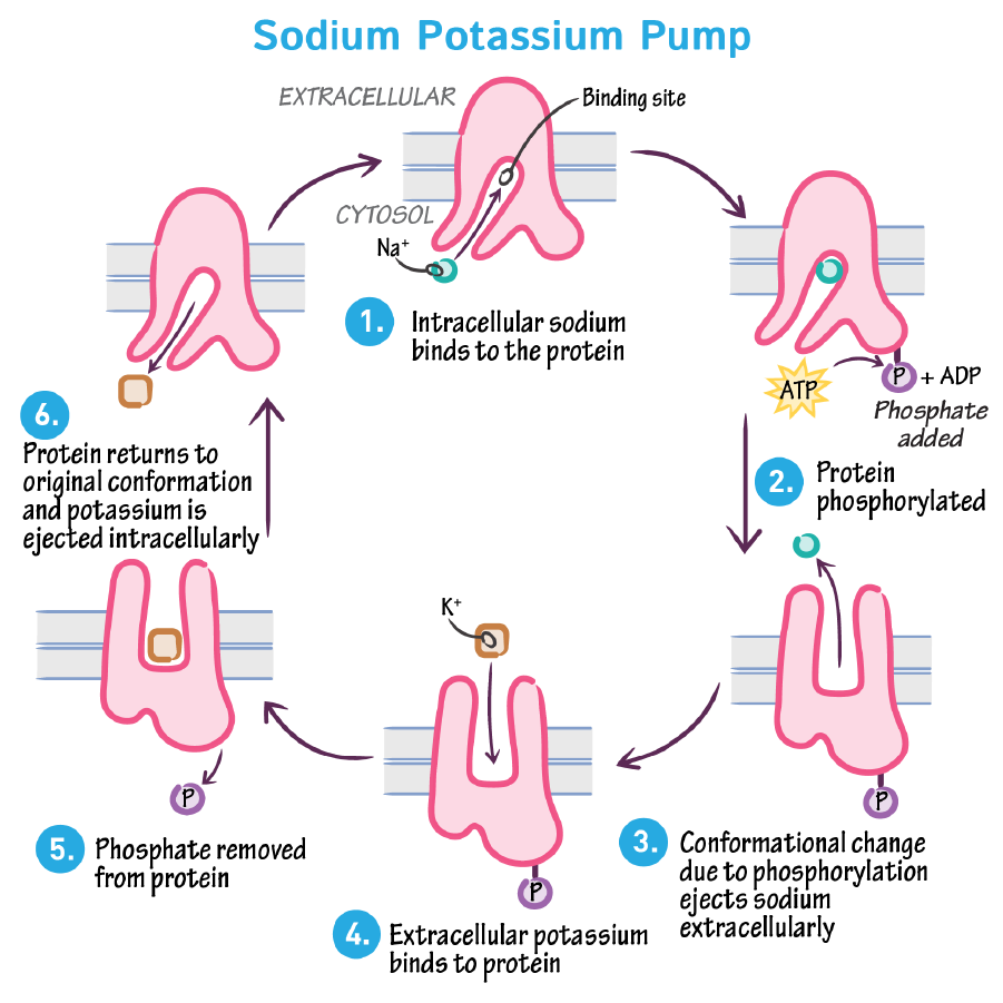 <ol><li><p>intracellular Na+ binds to protein</p></li><li><p>protein undergoes phosphorylation from ATP (phosphate is added)</p></li><li><p>conformational change ejects NA+ to outside the cell</p></li><li><p>extracellular K+ binds</p></li><li><p>phosphate removed</p></li><li><p>protein returns to regular shape, and the K+ is released inside</p></li></ol><p></p>