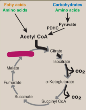 <p>Label the TCA cycle.</p>