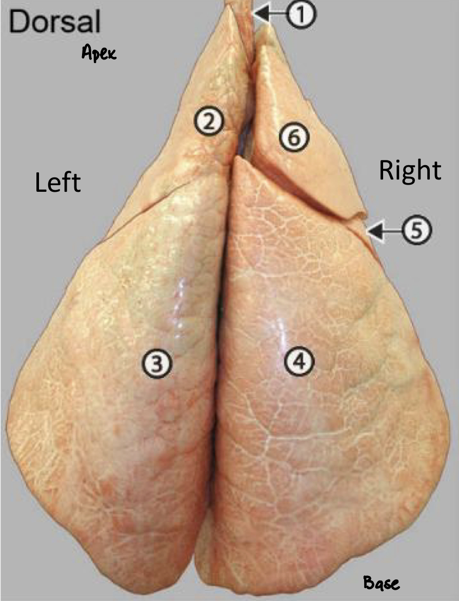 <p><span style="color: rgb(255, 0, 254)"><strong>Lungs</strong></span><strong> </strong>#ff00fe</p><ul><li><p>Label 1-6</p></li></ul><p></p>