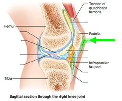 sac filled with fluid, acts as cushion to ease movement at joints