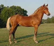 What horse breed?