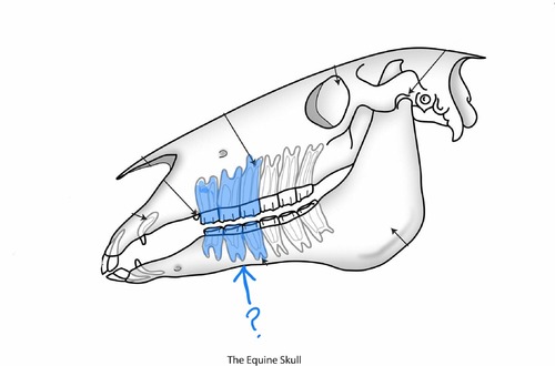 Equine Dental Formulas Premolars
upper/lower