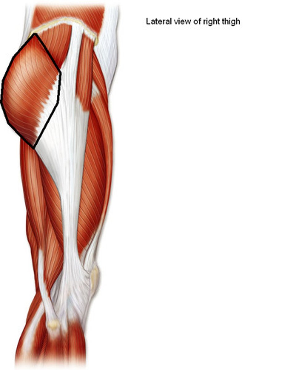<p>Origin: ilium posterior to posterior gluteal line, dorsal surface of sacrum and coccyx; and sacrotuberous ligament</p><p>Insertion: most fibers end in iliotibial tract, which inserts into lateral condyle of tibia; some fibers insert on gluteal tuberosity of femur</p><p>Innervation: inferior gluteal nerve (L5, <strong>S1</strong>, <strong>S2</strong>)</p><p>Action: extends hip joint between flexed and standing positions and assists in its lateral rotation; steadies thigh and assists in rising from sitting position</p>