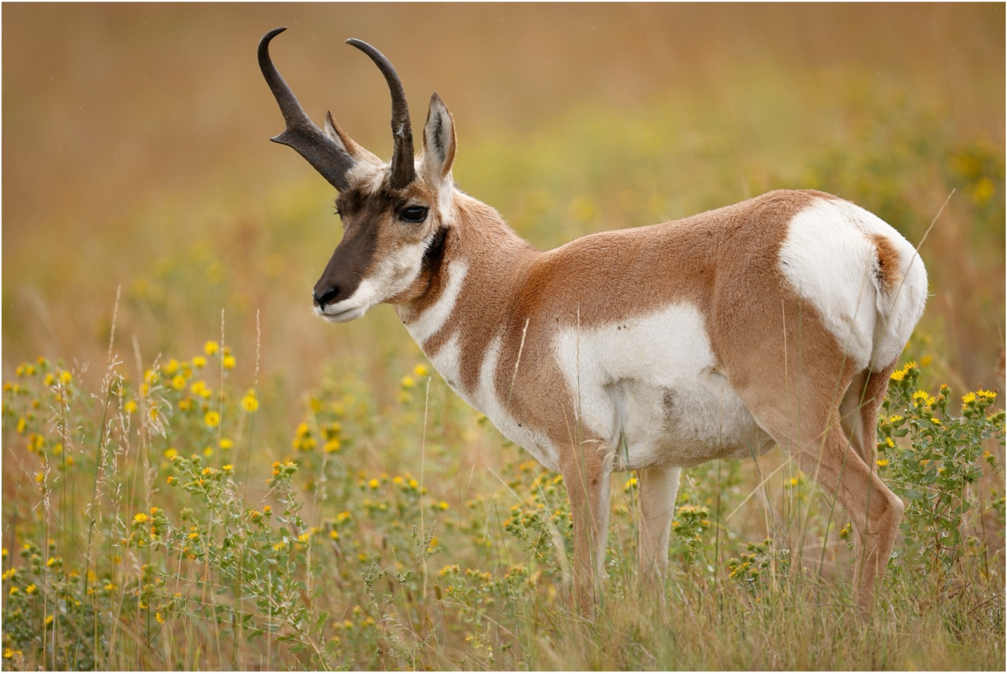 <p>What is this animal?</p>