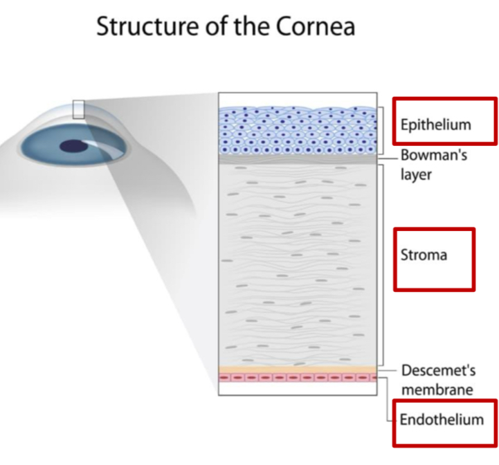 <p>Epithelium and endothelium rich in lipids, stroma has high water content</p>