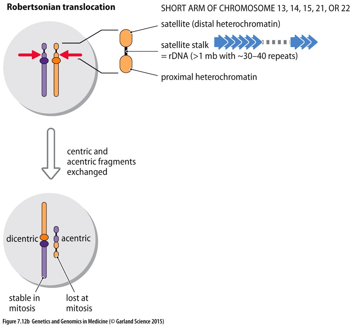 <ul><li><p>Robertsonion Translocation (<strong>centric fusion)</strong></p><ul><li><p>translocation in chromosomes but two parts of the chromosome that attach have two nearby centromeres. Both centromeres fuse together and don’t cause a problem during further mitosis → genetic information is not lost</p></li></ul></li></ul>