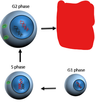 <p>Th stage of a cell’s life cycle at which it spends most of its time. Consists of different sub-phases. This phase is categorized by the cell both replicating its DNA and growing in preparation for cell division.</p>