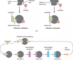 <p>A noncompetitive inhibitor that binds to a site other than the active site.</p>