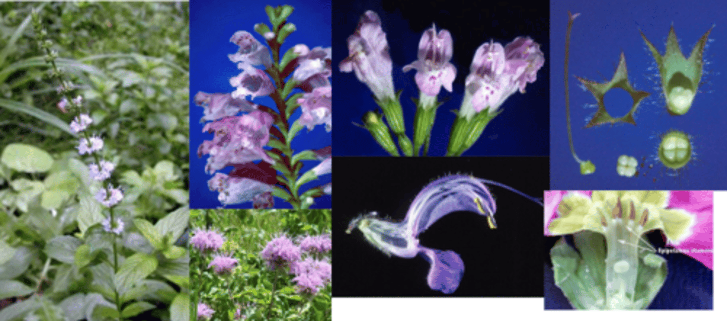 <p>What family has these characteristics? </p><p>1) Opposite Leaves </p><p>2) Bilateral Flowers </p><p>3) Racemes/Clusters</p><p>4) Gynobasic Style (Fruit = Nutlets) </p><p>6) Aromatic (often minty) </p><p>7) Square Stems </p><p>Gynobasic Style = 2 fused carpels, but it looks like there are 4 (it is 4 segments made from 2 carpels)</p><p>Epipetalous stamens: filaments adnate (fused) to the inside of the corolla tube</p><p>Corolla 5-lobed, often 2-lipped (has landing pad) </p><p>(5,5, 4) </p><p>Leaves are often Dentate </p><p>Racemes that are often Tired</p><p>Axillary Clusters w many flowers per node </p><p>Petals and Sepals Connate </p>