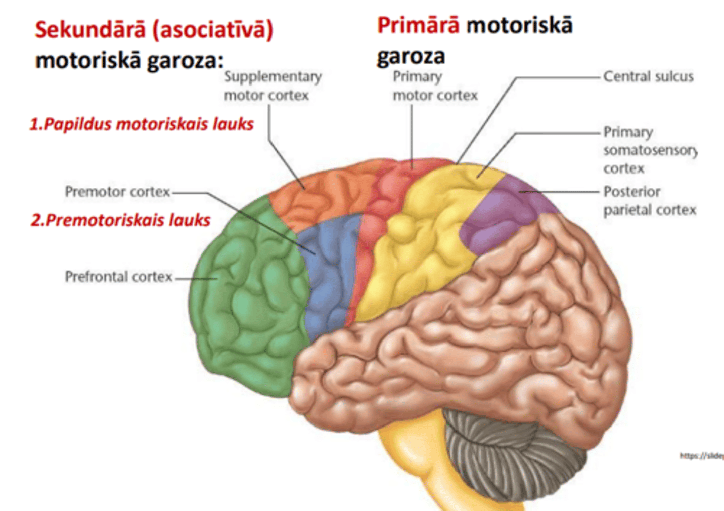 <p>- Primārā motoriskā garoza</p><p>- Sekundārā (asociatīvā) motoriskā garoza</p><p>-- papildus motoriskais lauks</p><p>-- premotoriskais lauks</p>