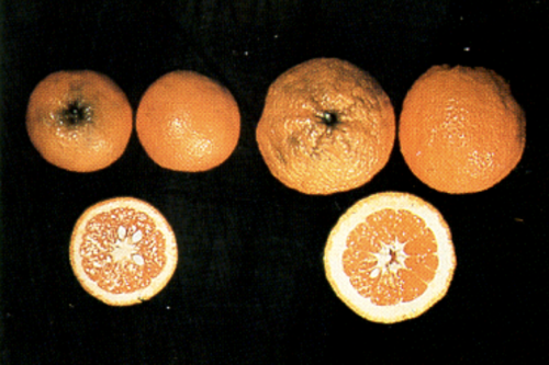 Does a deficiency in phosphorus (P) cause a thick or thin rind?