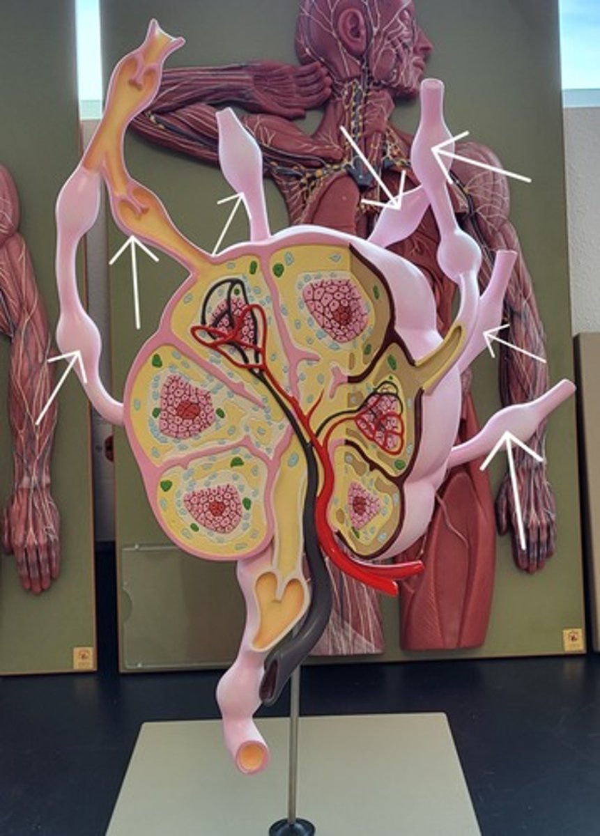 <p>Identify the Structure</p>