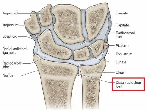 <p>Hand joint 2</p>