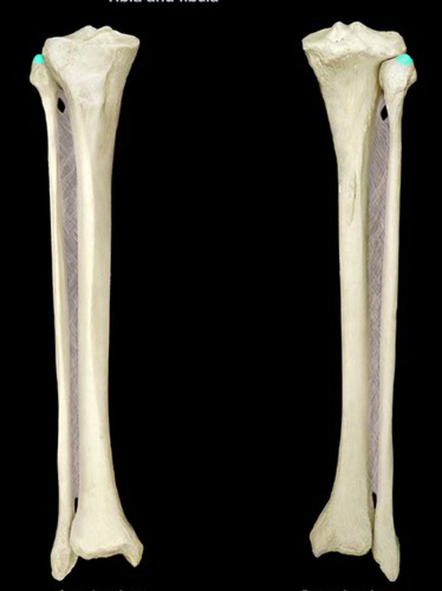 <p>the point on the top of the head</p>