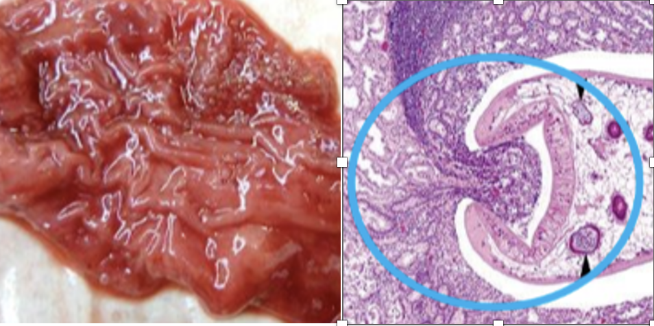 <p><span style="line-height: 115%;"><span>Paramphistomes ichikawai</span></span></p><p><span style="font-family: Calibri, sans-serif;"><span>- </span></span>Feed on tissue/blood</p><p class="MsoListParagraphCxSpMiddle"><span style="font-family: Calibri, sans-serif;"><span>- </span></span>Posterior sucker causes vlli trauma</p><p class="MsoListParagraphCxSpMiddle"><span style="font-family: Calibri, sans-serif;"><span>- </span></span>Anorexia, polydipsia, wt loss, fluid/foul diarr, dehydrated, weakness, anaemia, bottlejaw death</p><p class="MsoListParagraphCxSpLast"><span style="font-family: Calibri, sans-serif;"><span>- </span></span>PM: oedema, congestive enteritis, erosion, petechiae, villi atrophy, mature in rumen, reticulum</p><p class="MsoListParagraphCxSpLast">Dx: CS, hx</p><p class="MsoNormal">Tx: Nilzan</p>
