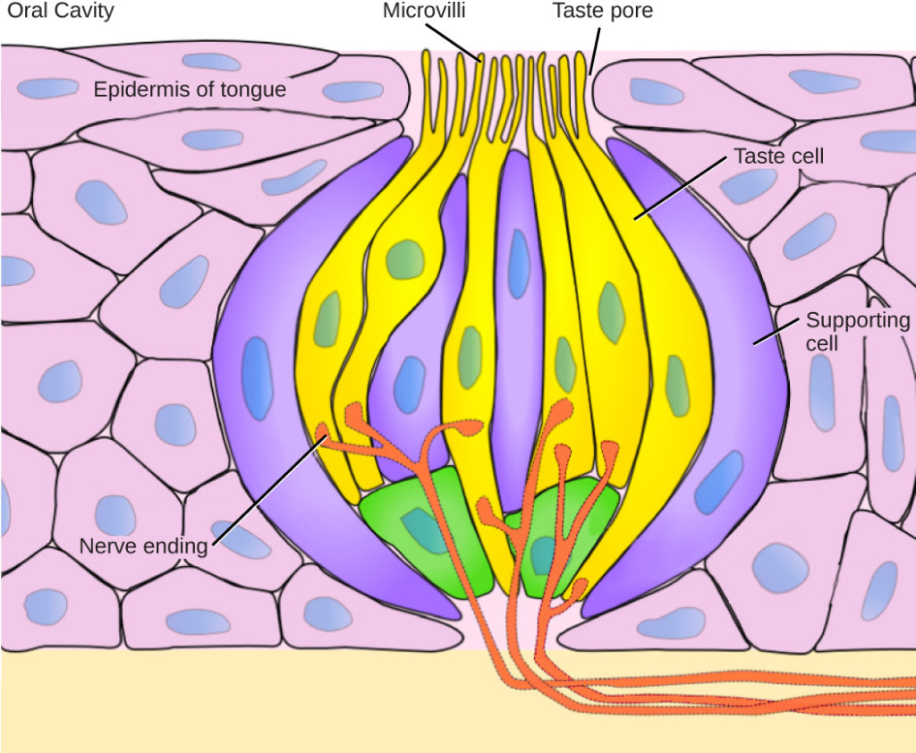 gustatory microvilli (gustatory hairs) project from each...