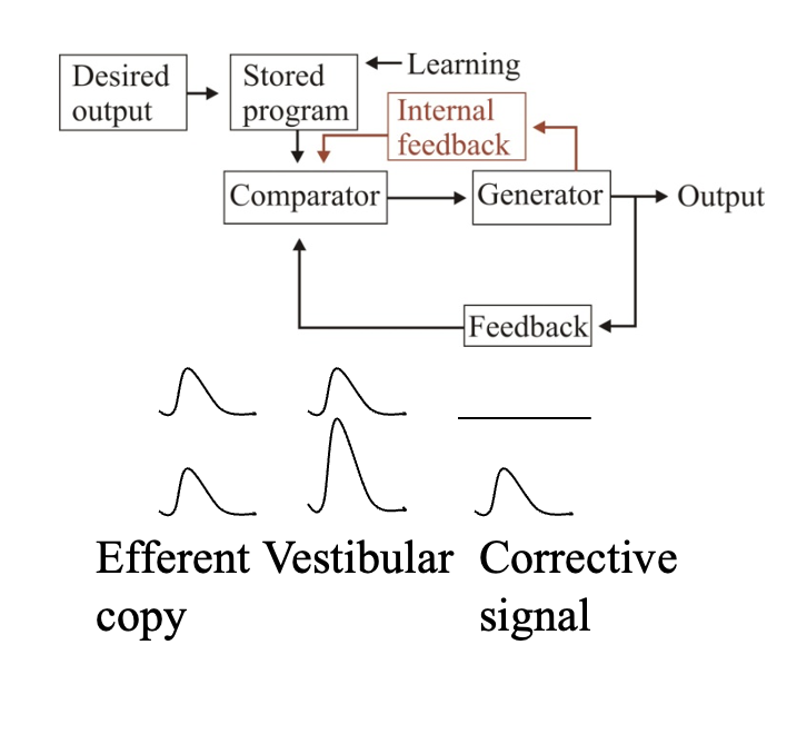 <ol><li><p>Feed-forward command to shut it down?→ <strong>but</strong> cannot be sure the prediction is correct</p></li><li><p>Solution: <strong>internal feedback</strong> (need to check this!)</p><ol><li><p>Send efferent copy of the signal back to the muscle</p></li><li><p>calculates how much sensory input (re-afferent) is needed</p></li><li><p>finds the correct signal</p></li><li><p>adjusts posture as needed</p></li></ol></li></ol><p><em>its is not known has it does these calculations</em></p><p></p>