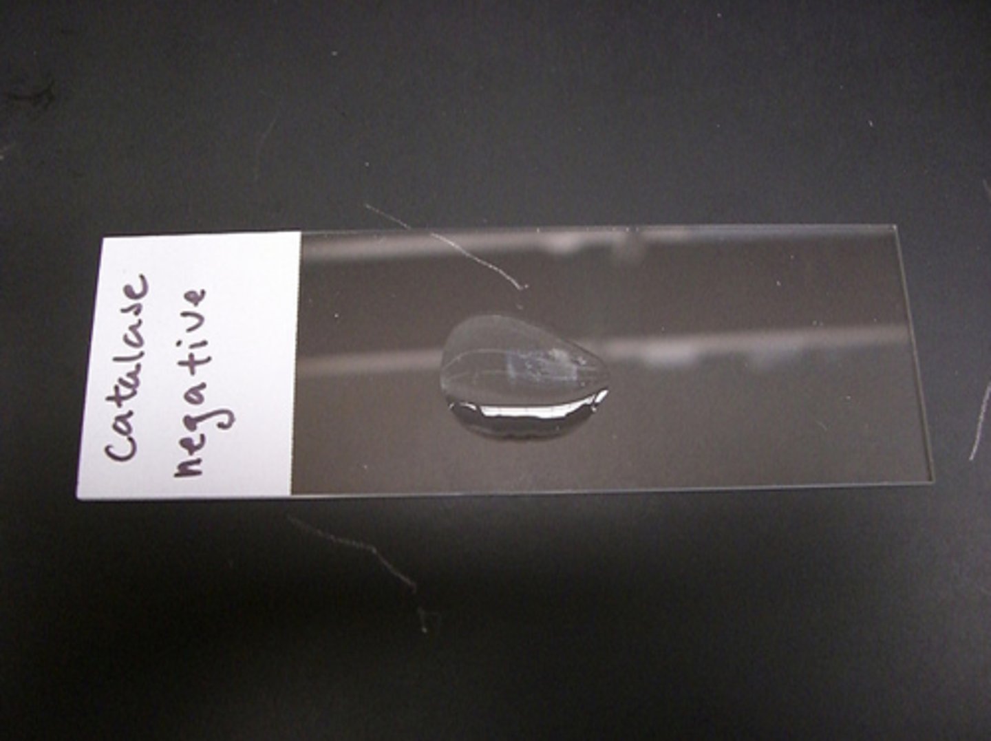 <p>-anaerobic / facultative anaerobe</p><p>-*streptococcus pyogenes*</p><p>-doesn't foam</p>