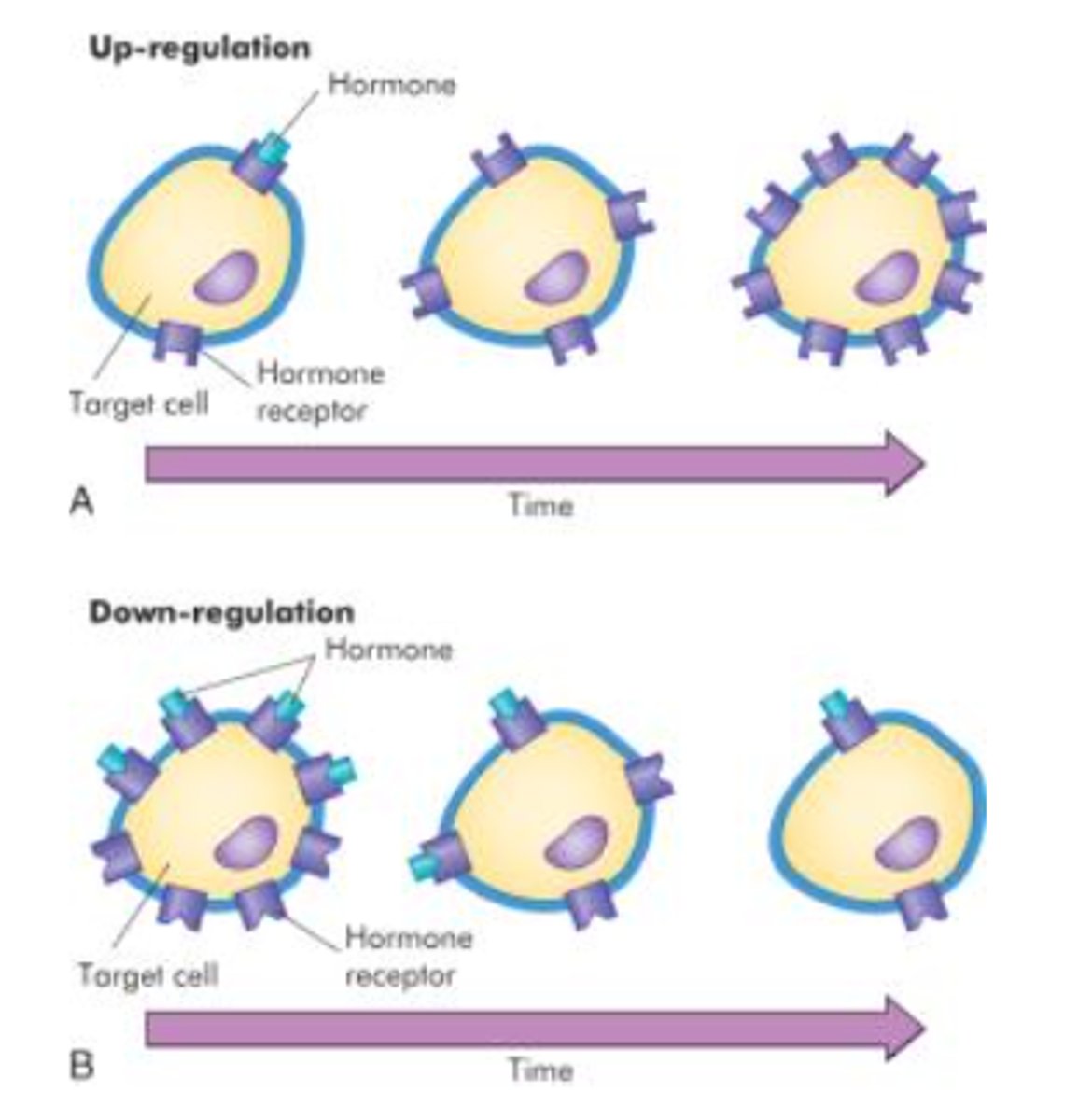<p>Target cells add more receptors in response to persistently low hormone levels to increase sensitivity.</p>