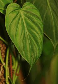 <p><span>Climbing vine with heart-shaped, glossy green leaves. Popular as an indoor ornamental plant.</span></p>