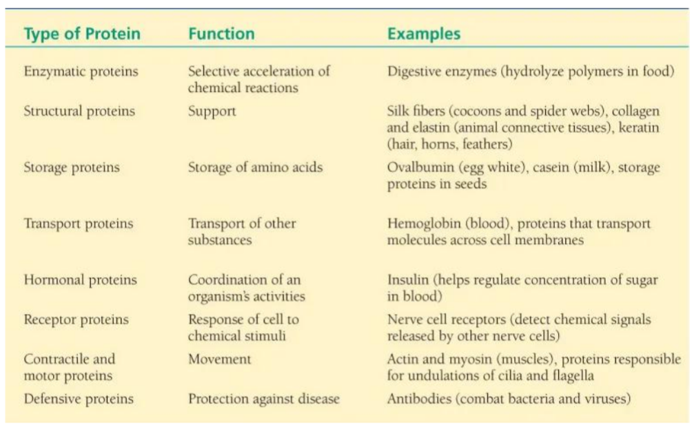 <p>Estructural (colágeno y queratina), reguladora (insulina y hormona del crecimiento), transportadora (hemoglobina), inmunológica ( anticuerpos), enzimática (pepsina)</p>