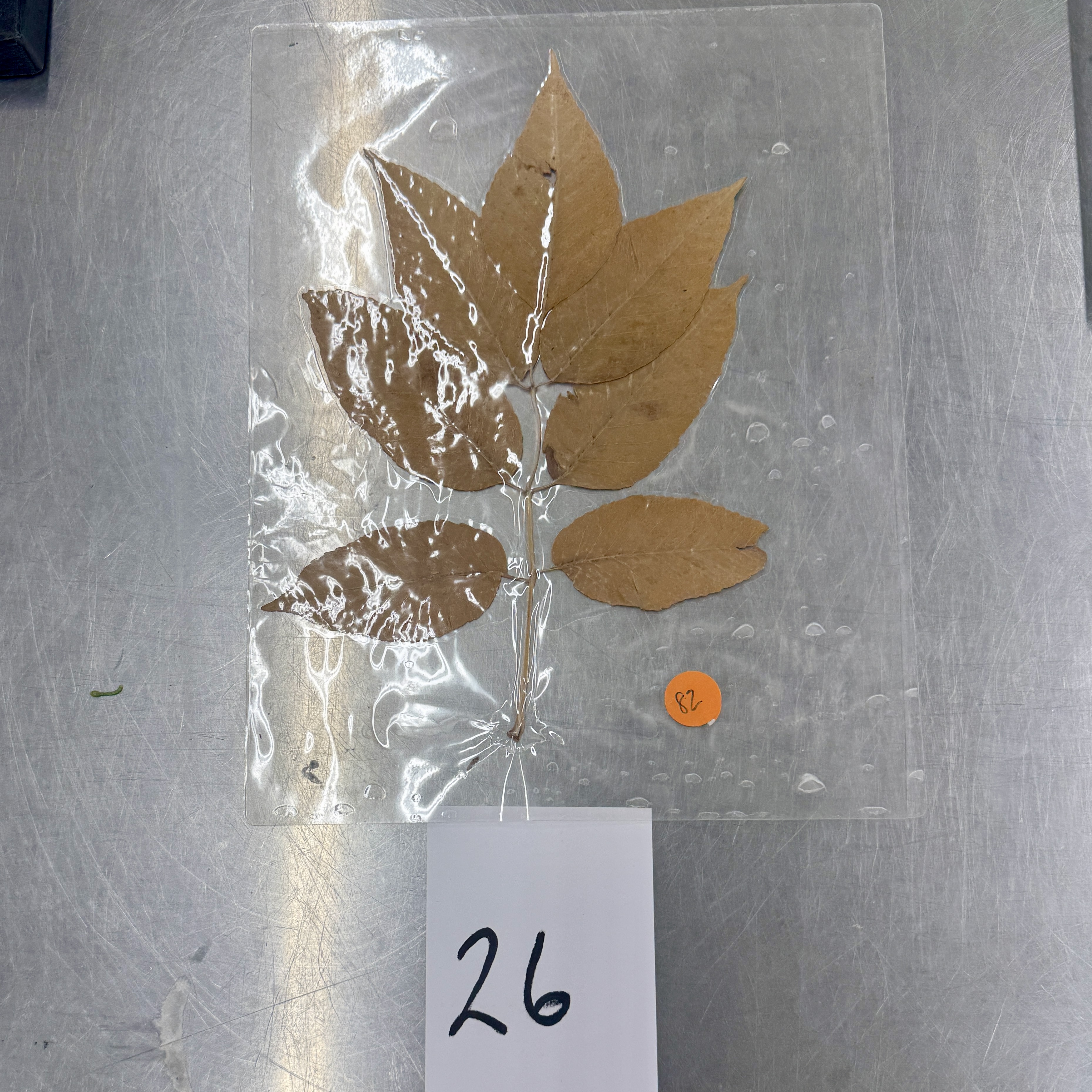 <p>Identify the shapes of the leaf specimen</p>