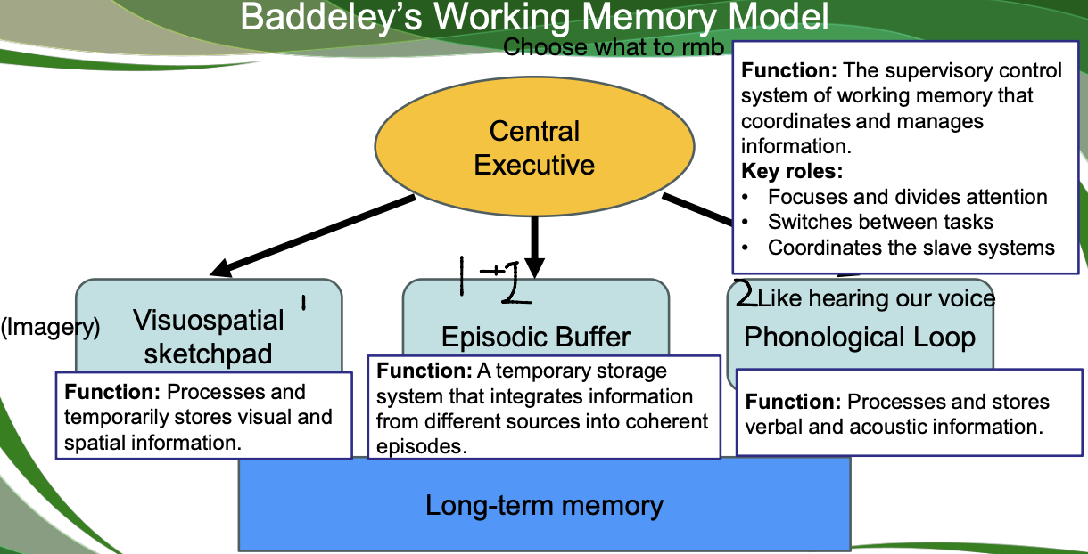 <p>Central Executive, Visuospatial Sketchpad, Episodic Buffer, Phonological Loop.</p>