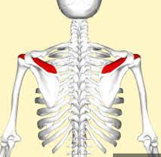 Muscular anatomy: supraspinatus 