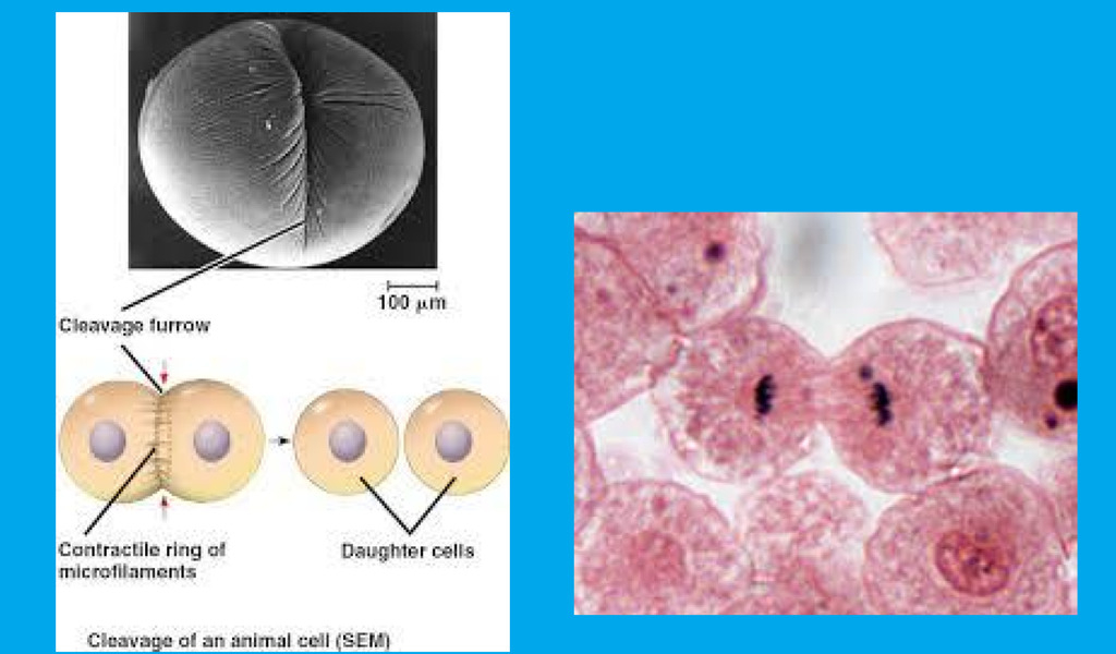 membrane pinches inward