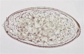 <p>This parasite is found on the fecal sedimentation of a steer.</p>