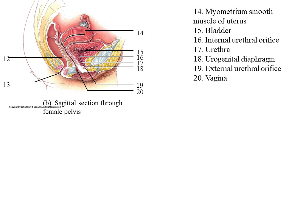 <ol start="16"><li><p>Internal Urethral Oriface?</p></li></ol>