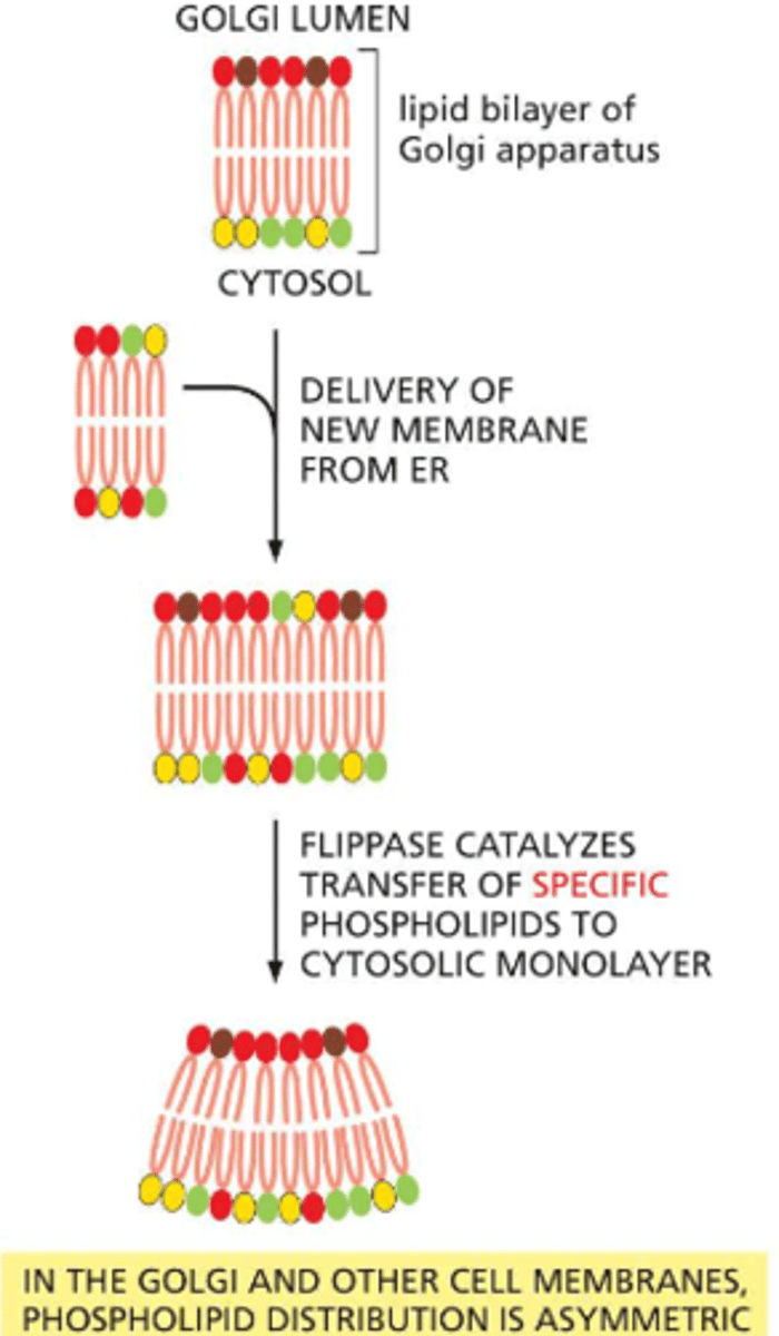 <p>the golgi membrane contains flippases -- these move random phospholipids from one half the bilayer to the other, this removed specific phospholipids from the side of the bilayer facing the exterior space and flip them into the monolayer that faces the cytosol</p><p>this may help drive subsequent vesicle budding</p>
