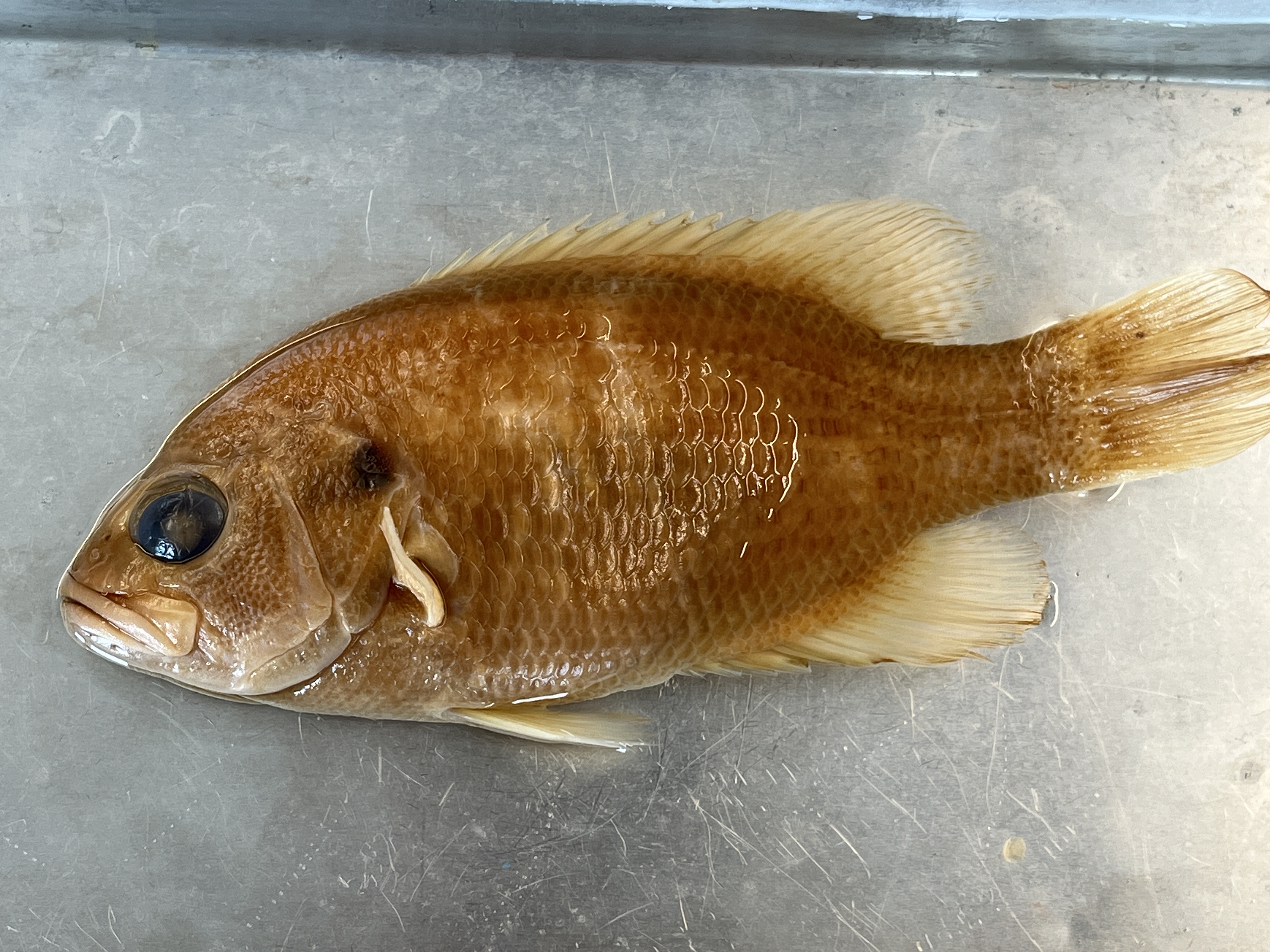 <p>Rock Bass</p>