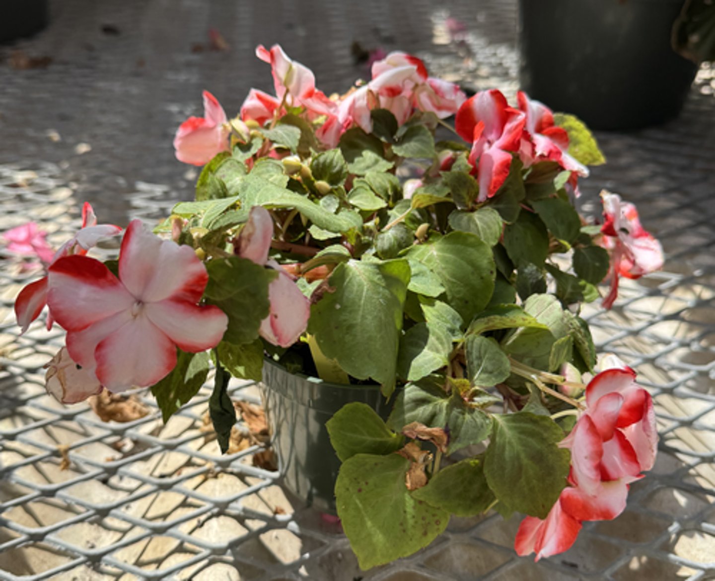 <p>What is the common name for this plant?</p>