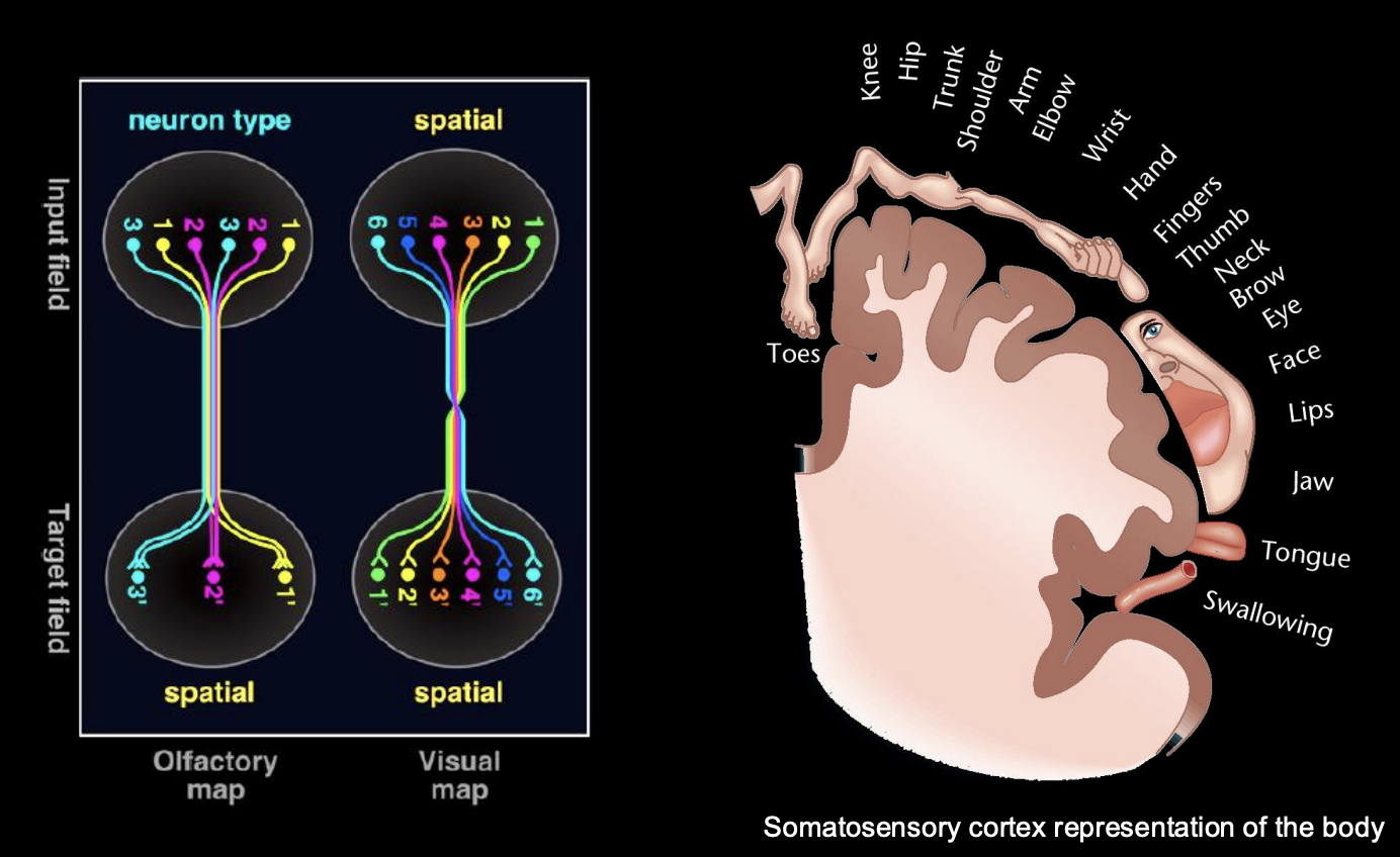 <ol><li><p>Spatial</p><ul><li><p>preservation of the nearest neighbour</p></li><li><p>anatomical representation within the brain</p></li><li><p>e.g Homunculus→ nearest relastionship of the body represented</p></li></ul></li><li><p>Quality map</p><ul><li><p>e.g types of smell or taste</p></li><li><p>widley distributed over the receptors (epithelium) </p></li><li><p>but the terminals cluster together in a functional sense→ depending on quality</p></li></ul></li></ol><p></p>