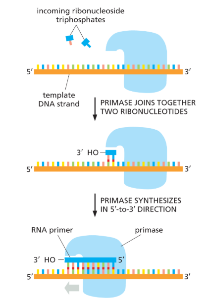 <p>An <u>RNA </u>polymerase that uses DNA as a template to produce a short RNA fragment that serves as a primer for DNA synthesis</p><ul><li><p><strong>DNA synthesis requires an RNA primer to initiate replication</strong></p></li></ul><p>primase is an example of RNA polymerase, an enzyme that synthesizes RNA using a DNA template</p><ul><li><p>primase does NOT proofread work! but since its RNA, errors stand outr</p></li></ul><p></p>