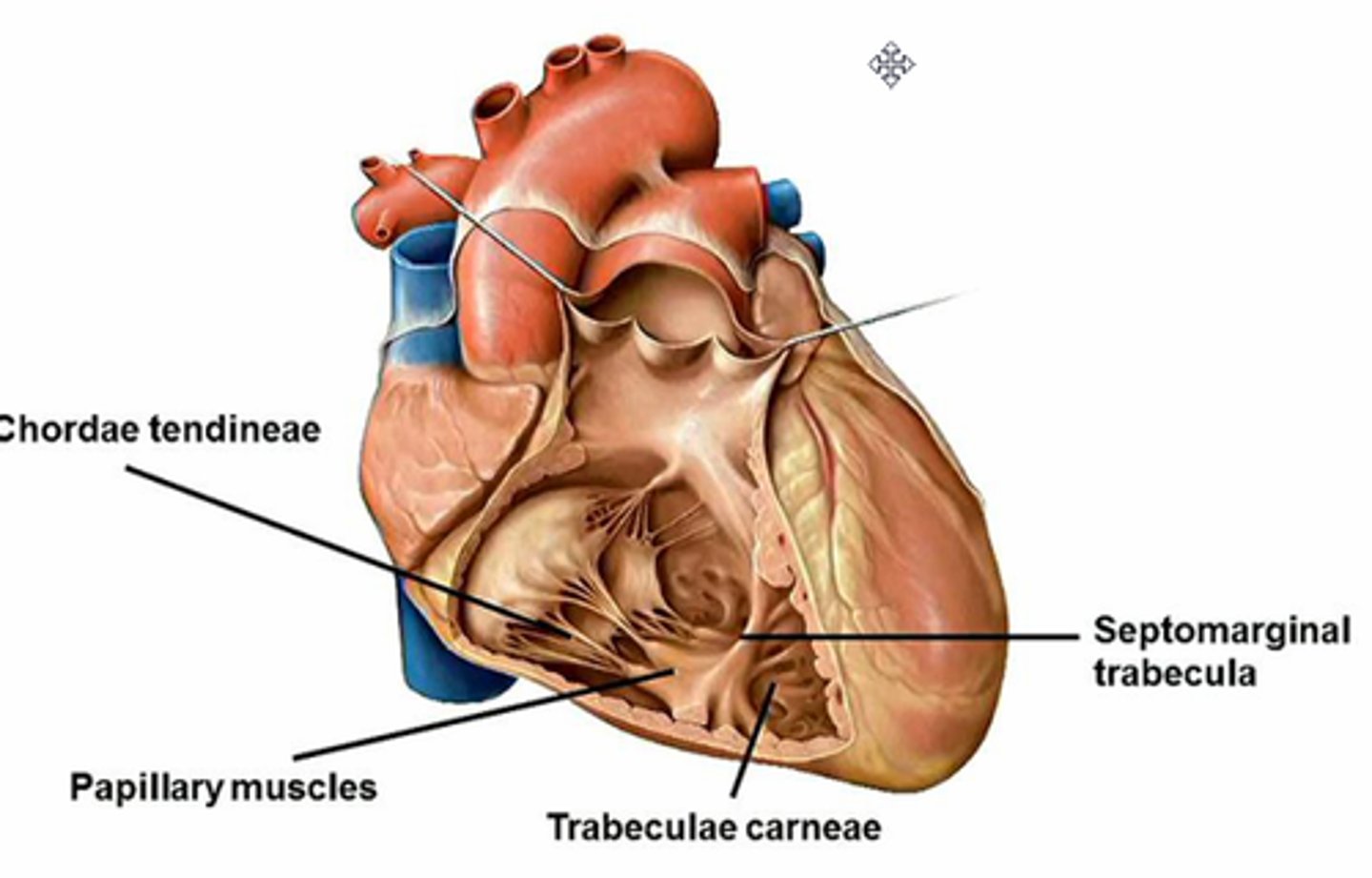 <p>-prevent overdistension of ventricle</p><p>-spans base anterior papillary muscle to ventriclular septum</p><p>-carries part of right branch of AV bundle to anterior papillary muscle (helps with electrical conduction system pathway)</p>