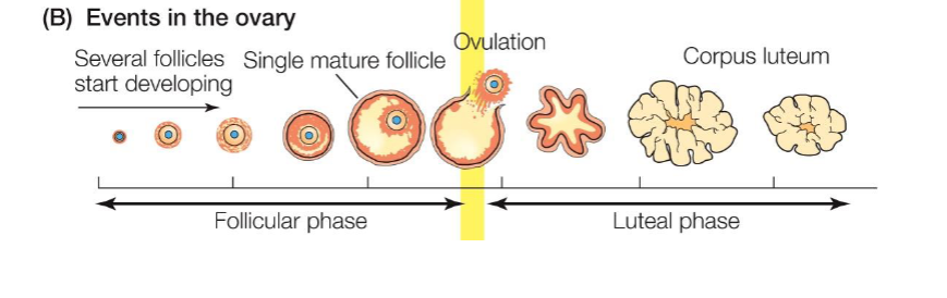 <p></p><ul><li><p><span style="background-color: transparent;"><span>Internal Organs: Ovaries, Oviducts (Fallopian Tubes), Uterus (with Endometrium and Myometrium), Cervix, Vagina.</span></span></p></li><li><p><span style="background-color: transparent;"><span>Support Structures: Broad ligament, Ovarian ligament.</span></span></p></li><li><p><span style="background-color: transparent;"><span>The Ovary &amp; Folliculogenesis:</span></span></p><ul><li><p><span style="background-color: transparent;"><span>Ovarian Reserve: The finite number of primordial follicles a female is born with. This is the rule for most mammals (exceptions like zebrafish exist).</span></span></p></li><li><p><span style="background-color: transparent;"><span>Follicle Development: Primordial → Primary → Secondary → Mature (Graafian) Follicle.</span></span></p></li><li><p><span style="background-color: transparent;"><span>Ovulation: The mature follicle ruptures, releasing a secondary oocyte.</span></span></p></li><li><p><span style="background-color: transparent;"><span>Corpus Luteum: The ruptured follicle transforms into this structure, which secretes progesterone.</span></span></p></li></ul></li></ul><p></p>