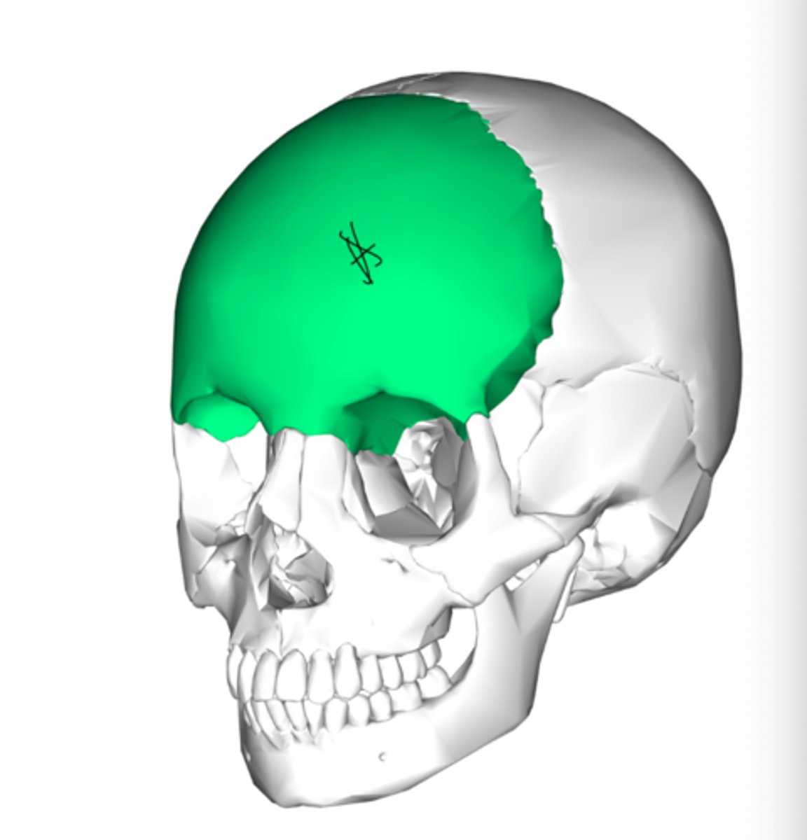 <p>Forms anterior portion of cranium, anterior floor, and superior part of the face</p>