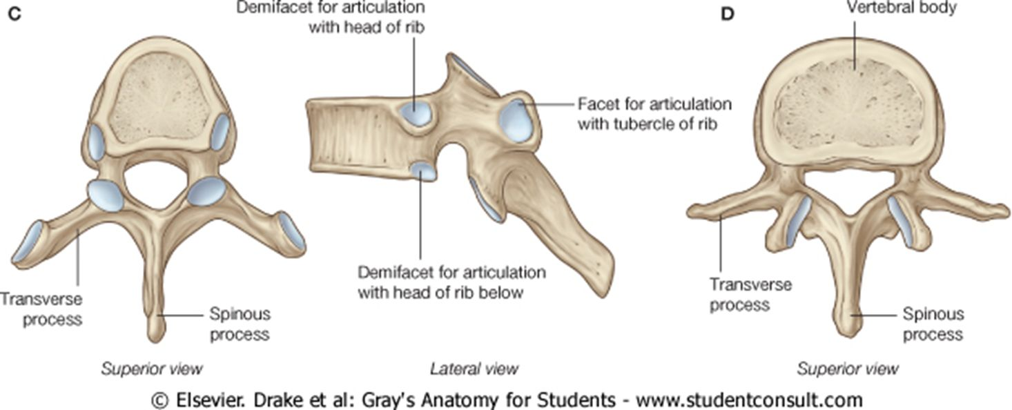<ul><li><p>heart shaped body with demi facets</p></li><li><p>costal facets of transverse process</p></li><li><p>inferior pointing spinous processes</p></li></ul><p></p>