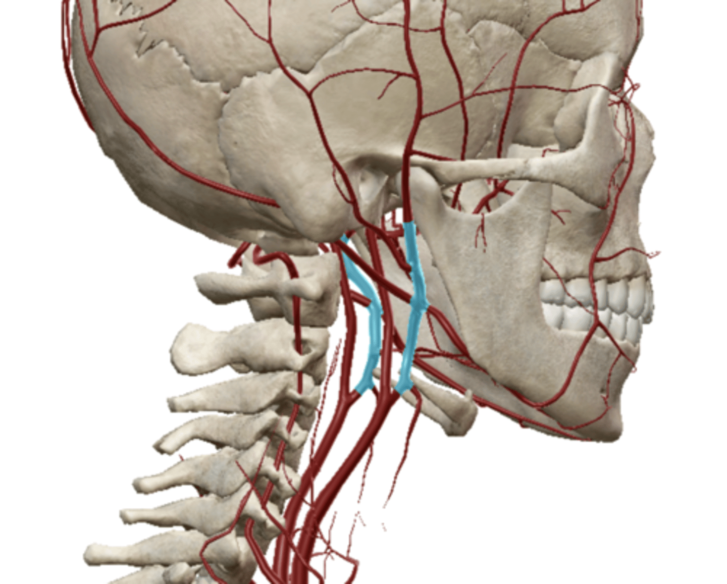 <p>Artery that supplies blood to the anterior (front) parts of the scalp, ear, face, neck, and sides of the head.</p>