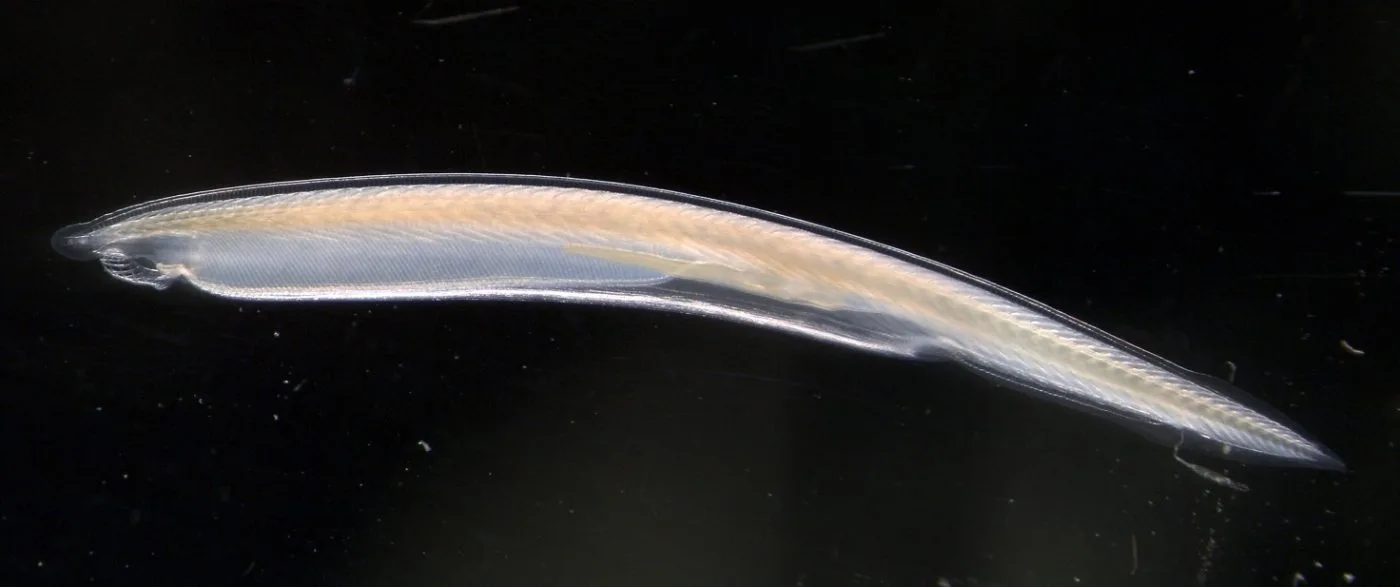 <p>Branchiostoma (Amphioxus or Lancelet)</p>