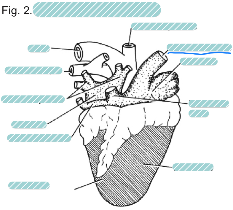 <p>What is the underlined label?</p>